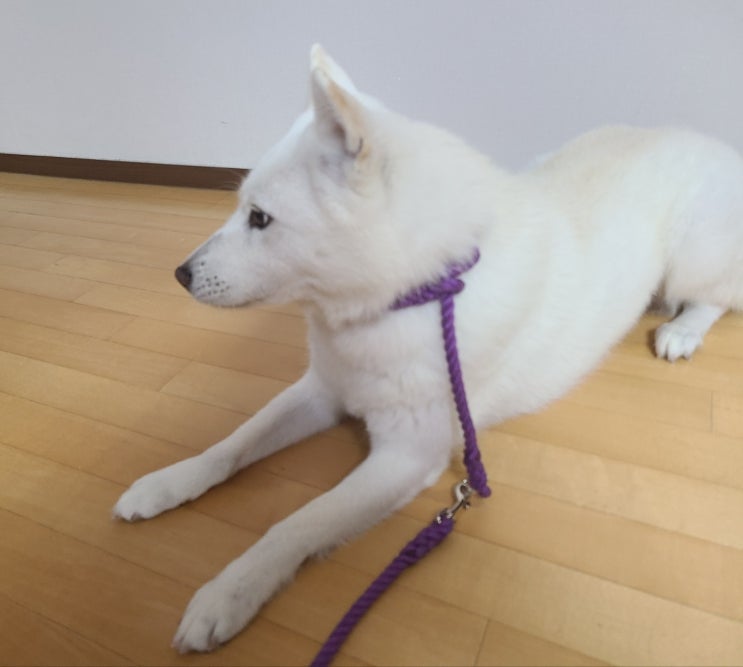  진돗개(풍산개) 타치코미 사용방법 영상 내돈내산 리뷰 후기