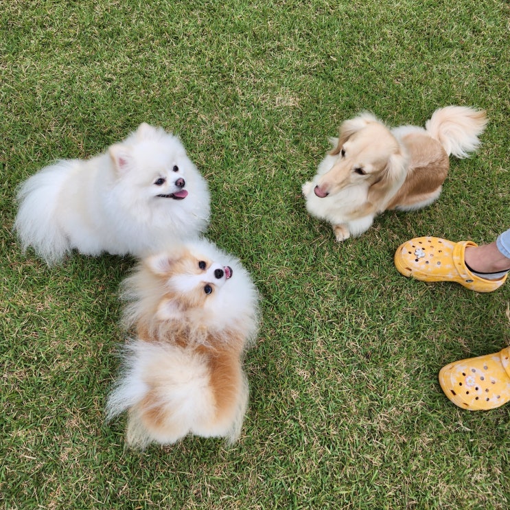  달링하이울산점 분양 갔던 강아지 소식 너무 너무 감사드려요/힘내서 힘찬 월요일 시작해 봅니다