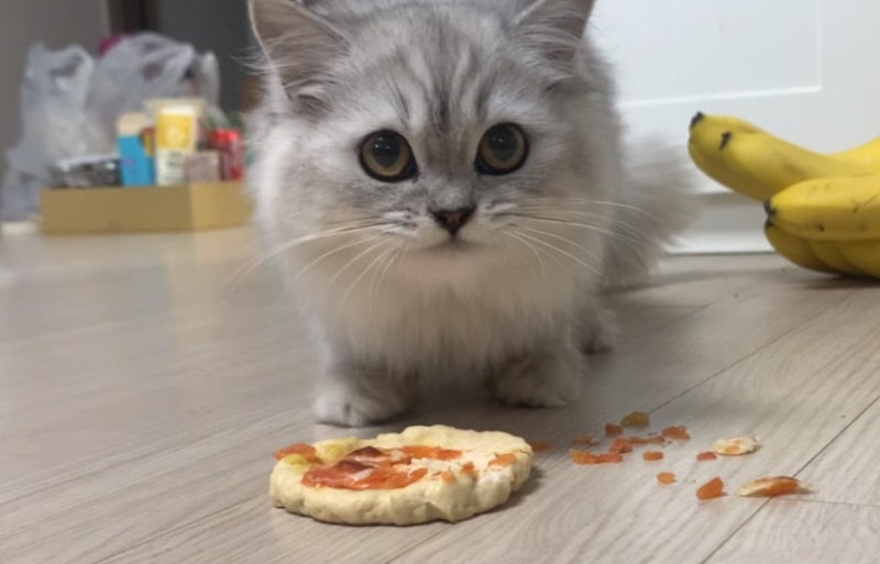오븐으로 고양이 간식 피자 만들기 대참사