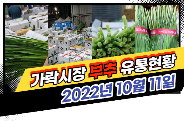  [경매사 일일보고] 10월 11일자 가락시장 "부추" 경매동향을 살펴보겠습니다!
