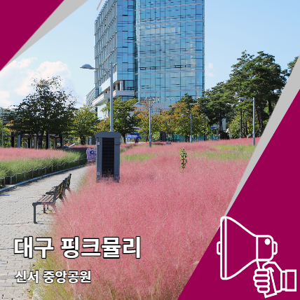 대구핑크뮬리 시기 언제? 신서중앙공원 개화 상태 대구핑크뮬리 시기 언제? 신서중앙공원 개화 상태