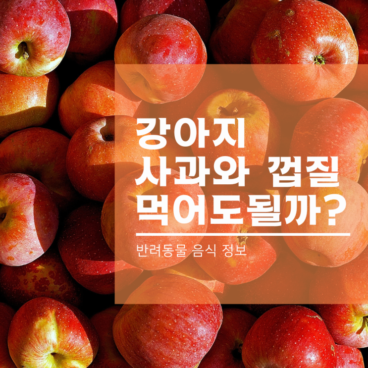  강아지와 고양이는 과일 사과와 껍질을 먹어도 될까?