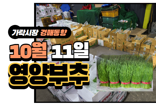  [경매사 일일보고] 10월 11일자 가락시장 "영양부추" 경매동향을 살펴보겠습니다!