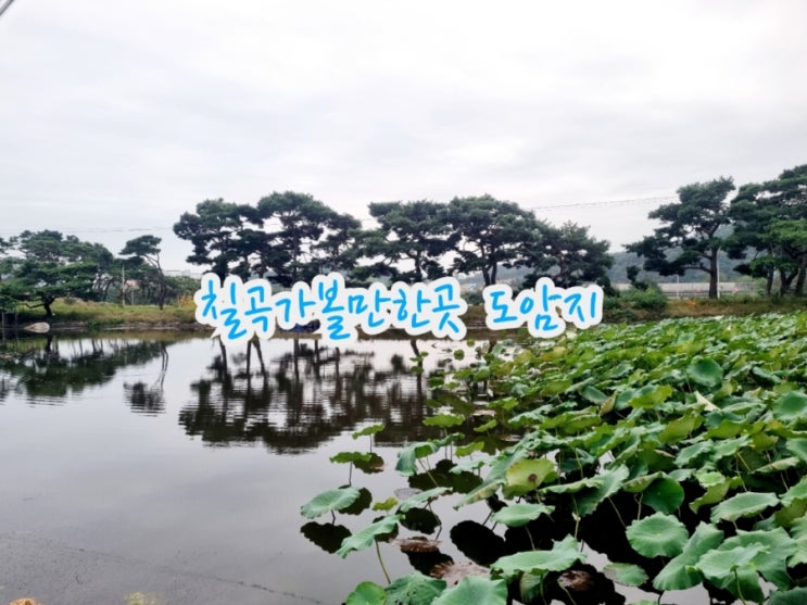  칠곡가볼만한곳 도암지 feat 소나무 반영 명소