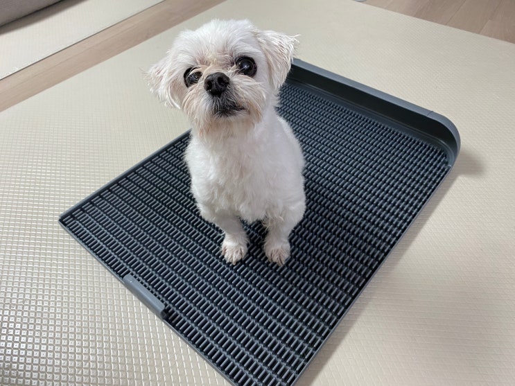  수컷 강아지 배변판은 소변 실수 훈련하기 좋은 독톡!
