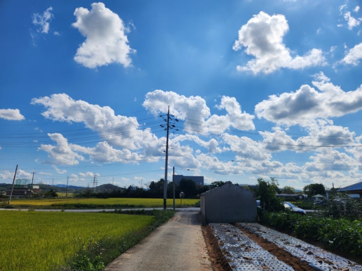  주말 농장 : 아산 대흥리(양파 심기, 마늘 심기)