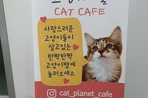 고양이별캣카페 이미지