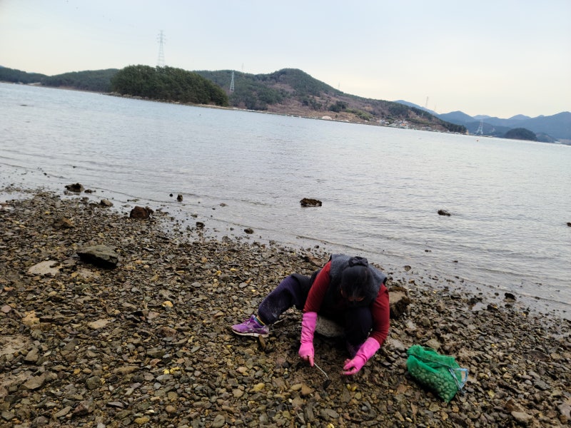 낙지잡는꿈 낙지꿈해몽 풀이