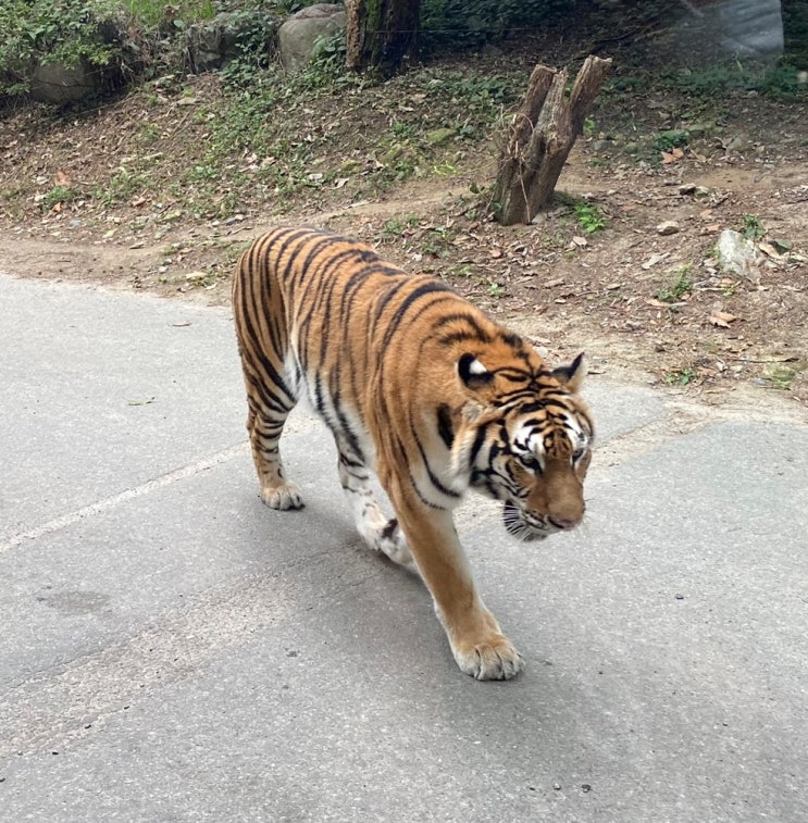  용인에버랜드 할인 꿀팁 에버랜드사파리 투어 하고왔어요