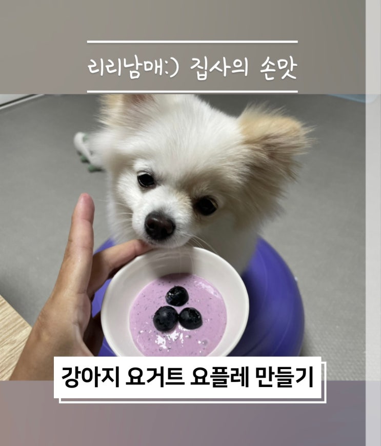  강아지 수제 간식. 락토프리 우유로 요거트 N 요플레 만들기