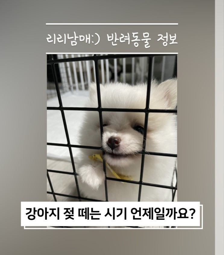  새끼 강아지 젖 떼는 시기 . 언제부터 사료 먹일 수 있나요