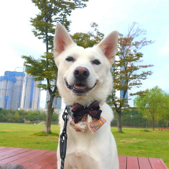 1인 가구 직장인 강아지 어떻게 데려올까요?