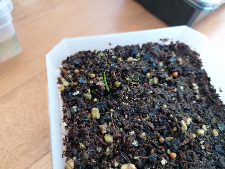 [아프리카 구근식물] 시란투스 스피랄리스 씨앗파종 한달 후 발아성공