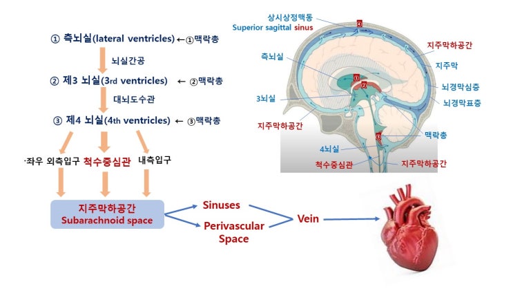  글림프시스템(Glymphatic system)과 뇌경막림프관을 통한 뇌청소의 원리