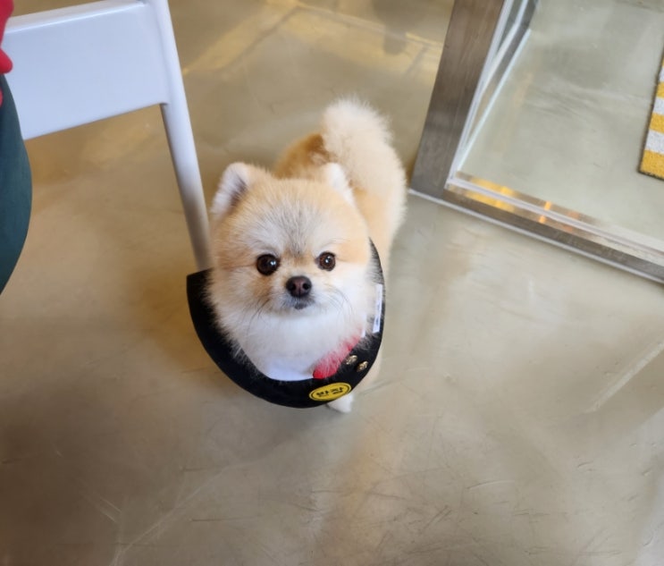 남양주 애견동반카페 별내 노이 이벤트중 남양주 애견동반카페 별내 노이 이벤트중