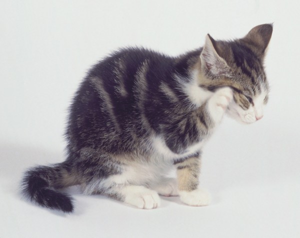 새끼고양이가 너무 안자요 / 아기고양이 수면시간 : 네이버 블로그