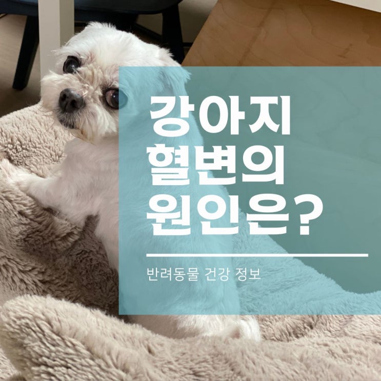  강아지 혈변은 파보, 코로나 같은 바이러스성 장염이 원인?