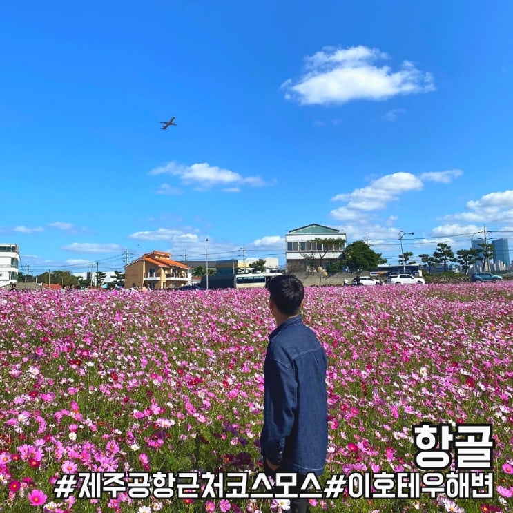 제주시 이호테우해변 말등대 코스모스 위치 및 주차안내!