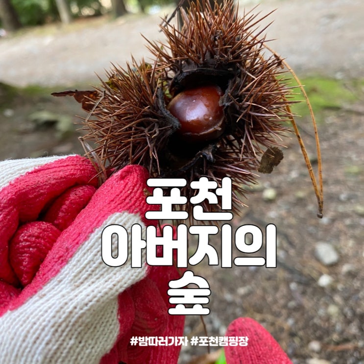  밤줍기 하러 가는 가을 캠핑 - 포천 아버지의 숲