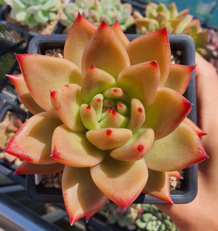 Echeveria  sp1