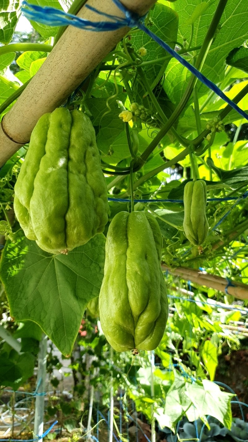 차요테 첫 수확 & 시식 : 네이버 블로그