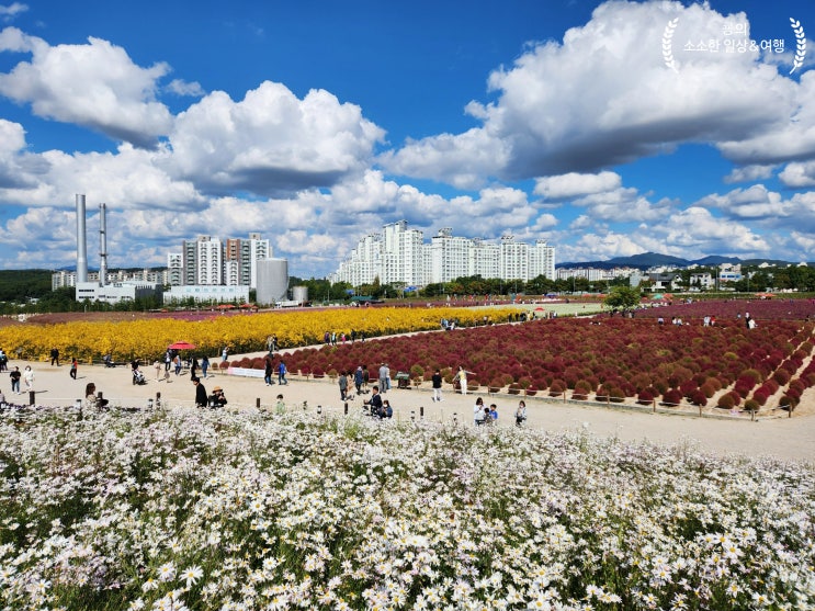  양주 나리공원 천일홍 축제 핑크뮬리 가을 꽃구경 입장료 주차장 예약 양주 가볼만한곳