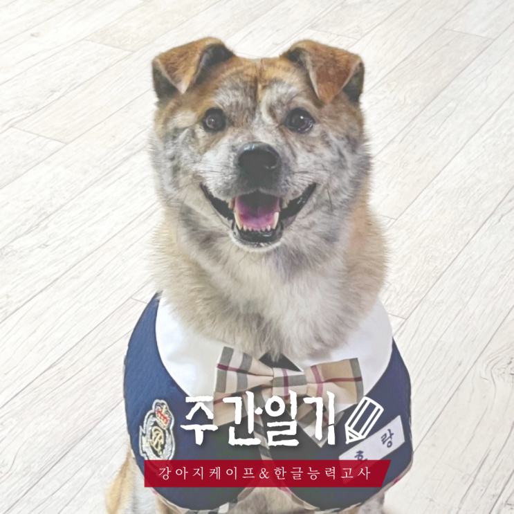  10월 첫주, 대형견 교복 케이프 (ft. 한글역사능력고사)