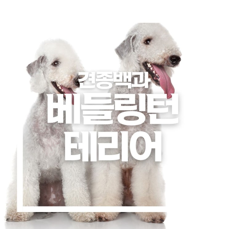  털 안 빠지는 강아지 베들링턴(베를링턴)테리어의 성격과 외형