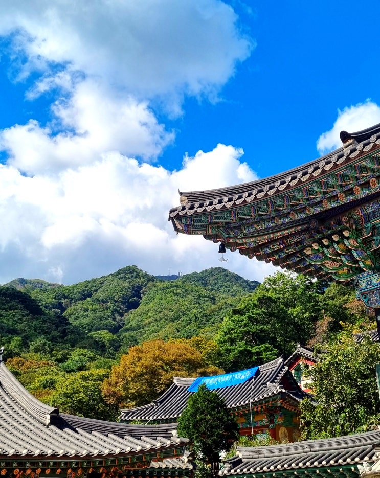  경기도 양평 가볼만한 곳 용문사 은행나무 용문산 관광단지 단풍명소.