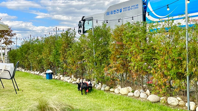  전주 애견 카페 운동장 몽글몽글 베이커리 카페