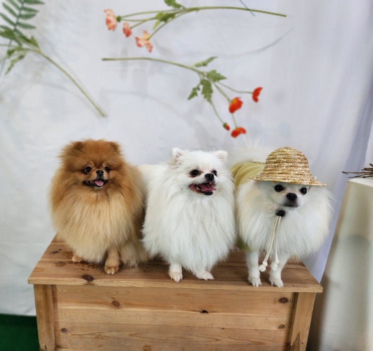 댕댕이와 힐링하는 공간 용인애견카페 허브펫하우스 내돈내산!