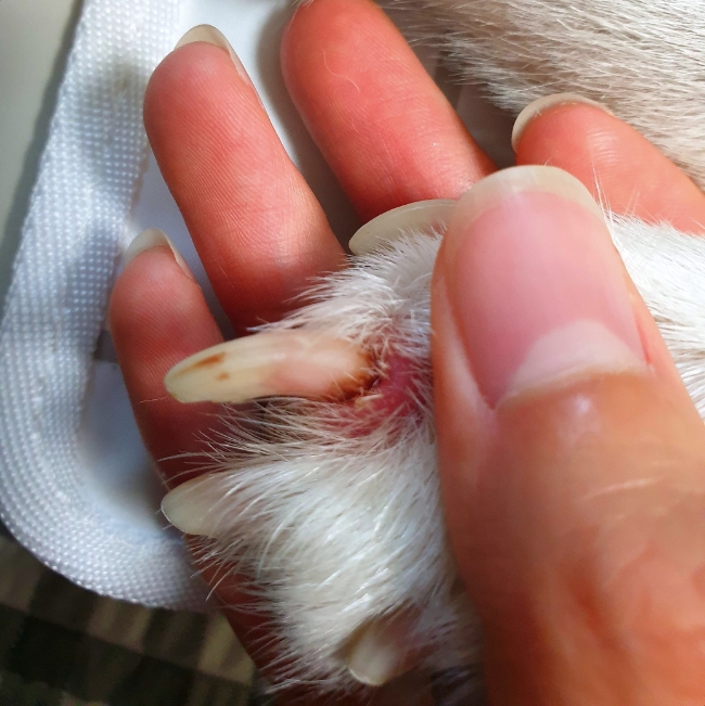 강아지 무좀? 발톱에 낀 검은 때의 정체 강아지 무좀? 발톱에 낀 검은 때의 정체