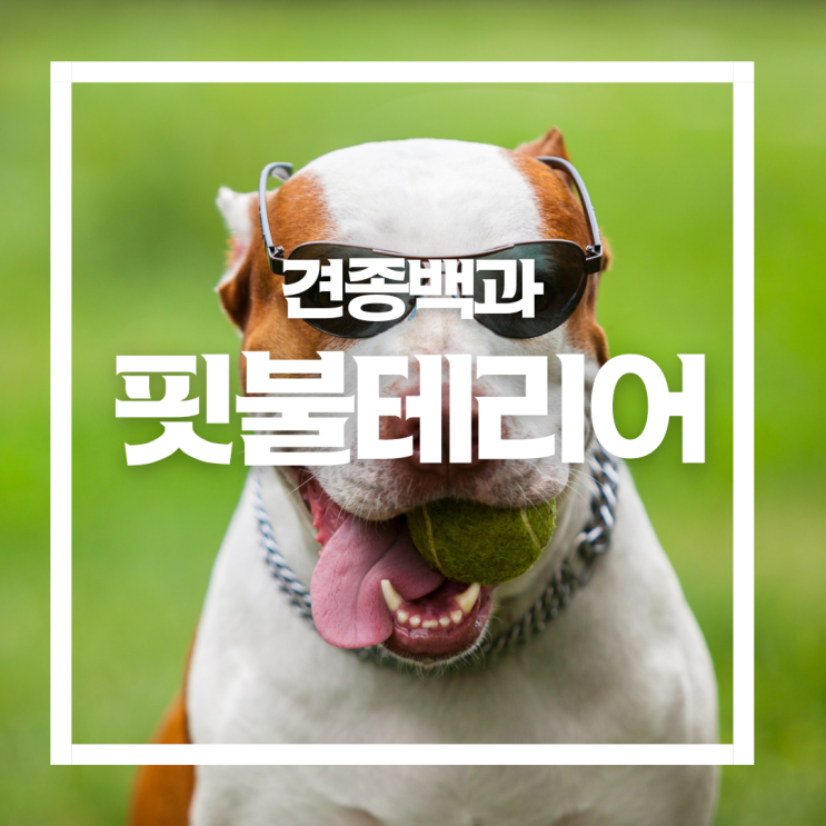  5대 맹견 중 아메리칸 핏불테리어는 반려견으로 가능할까?