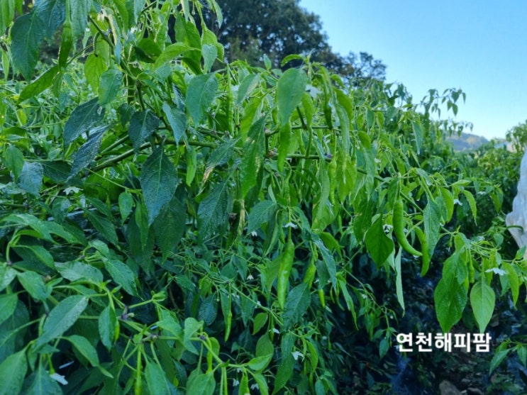  연천 노지 청양고추 꽈리고추 수확