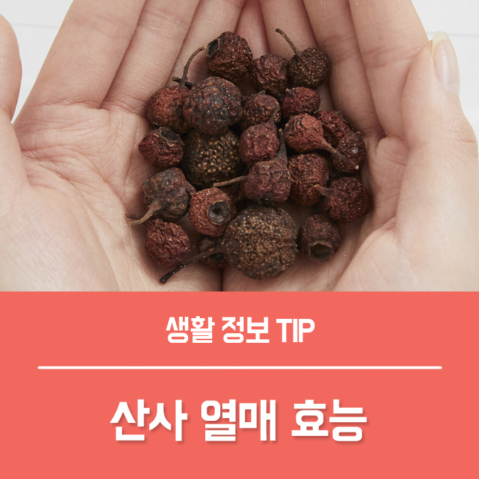  산사열매 효능 4가지 산사 열매 먹는법