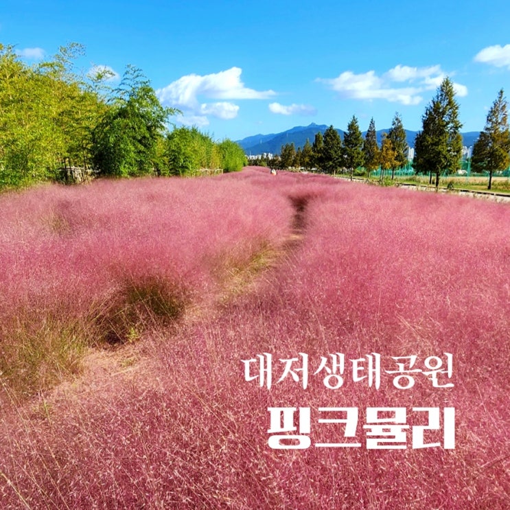  대저생태공원 핑크뮬리 현재 개화상황 주차장 정보 알아봐요