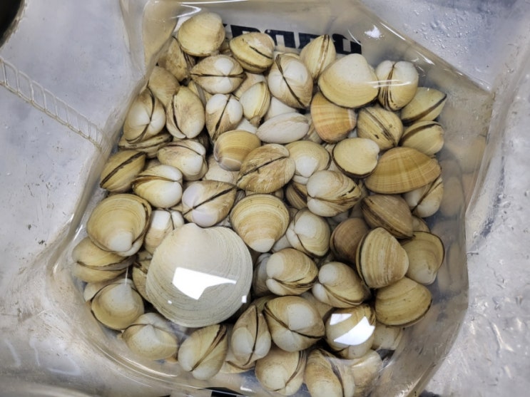  태안 갯벌체험 | 청포대해수욕장 무료체험장 | 동죽조개, 맛조개 | 꿀팁, 준비물, 물때표