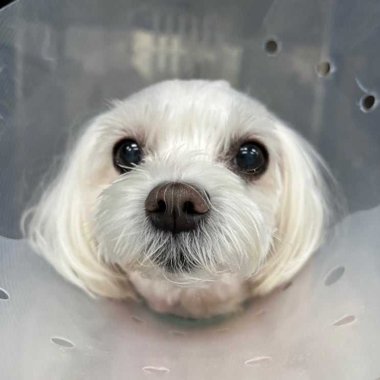 강아지 림포마 항암치료 1차 비용 및 후기