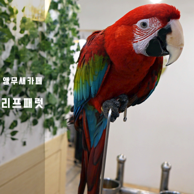  동탄앵무새카페 리프패럿 착즙주스 주차 이용정보
