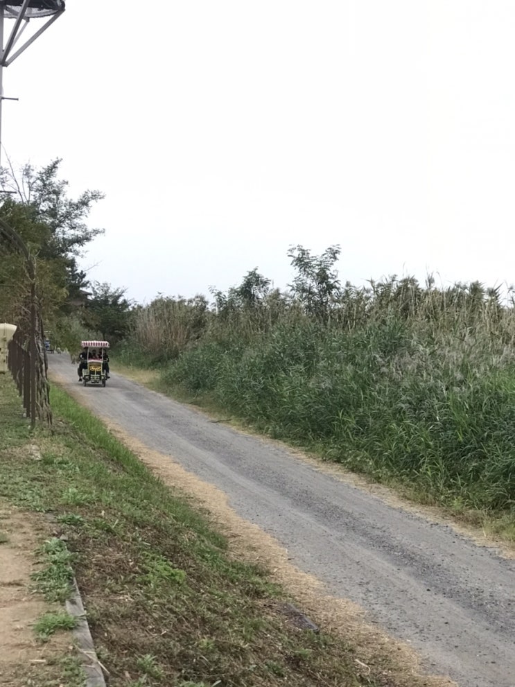  가을여행 가볼만한곳 순천만습지