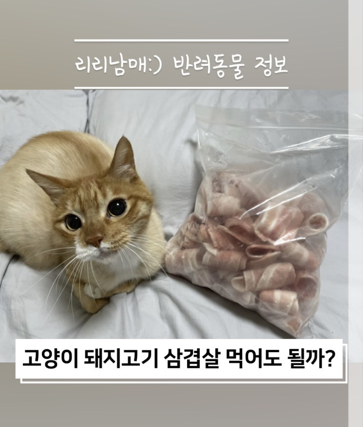 고양이 삼겹살, 돼지고기 한 입 줘도 될까 (f. 생고기)