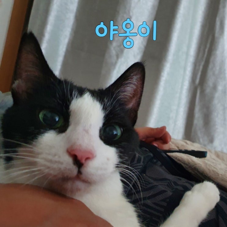  나의 첫 고양이 오빠를 사랑하는 야옹이 10 /12