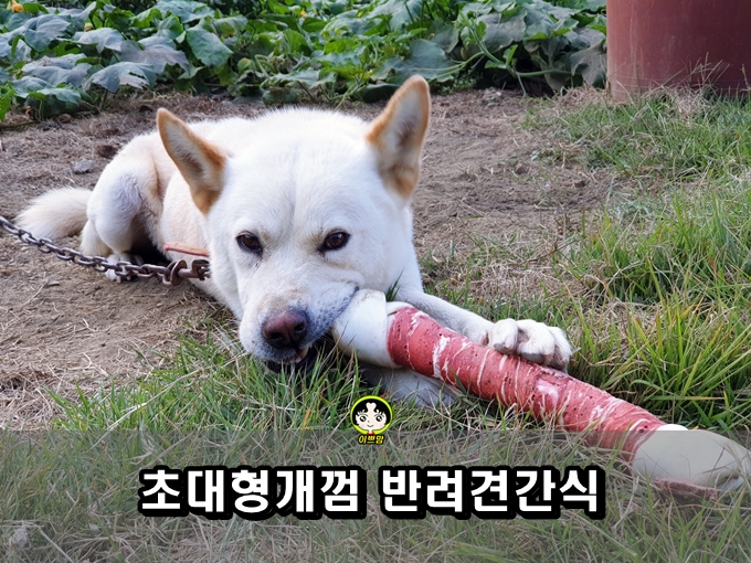초대형개껌 대형견 강아지 간식 껌 추천 진돗개 개껌 먹방