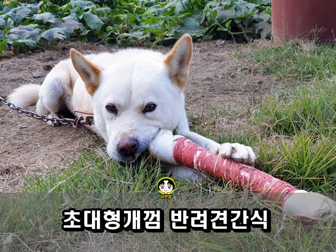 초대형개껌 대형견 강아지 간식 껌 추천 진돗개 개껌 먹방