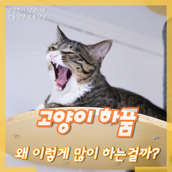  고양이 하품, 많이 하는 이유가 있을까?