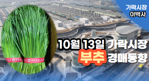  [경매사 일일보고] 10월 13일자 가락시장 "부추" 경매동향을 살펴보겠습니다!