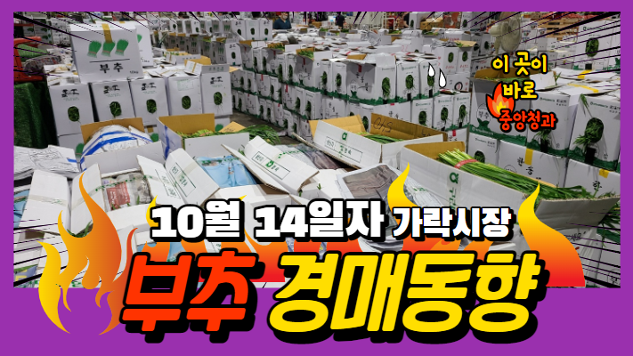 [경매사 일일보고] 10월 14일자 가락시장 "부추" 경매동향을 살펴보겠습니다!