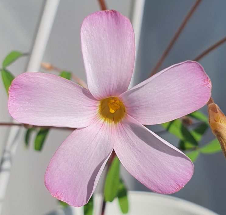 22년 사랑초 8호 ~ Oxalis pink boudoir , 핑크부두아르