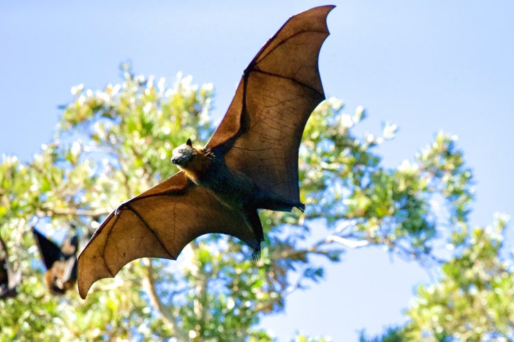  <귀트영> Bats Are Greatly Misunderstood _ 가장 오해를 많이 받는 동물인 박쥐