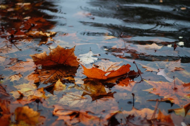  FLOW_사랑한다는 말 못하고  가을비가 내린다고 말했습니다